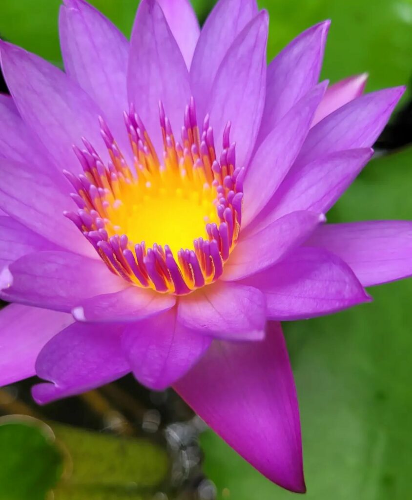 fleur lotus rituels et soins ayurvédiques